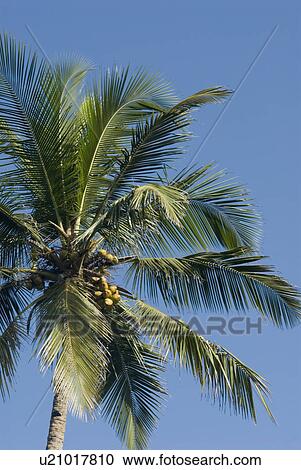 Low angle view of a palm tree View Large Photo Image Stock Image - Low angle view of a palm tree. Fotosearch