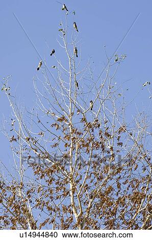 Low angle view of birds perched on a tree View Large Photo Image Stock Image - Low angle view of birds perched on a tree . Fotosearch