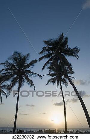 Low angle view of palm trees on the beach, Colva Beach, Goa, India View Large Photo Image Stock Image - Low angle view of palm trees on the beach, Colva Beach, Goa, India. Fotosearch