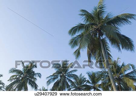 Low angle view of palm trees View Large Photo Image Stock Photo - Low angle view of palm trees. Fotosearch