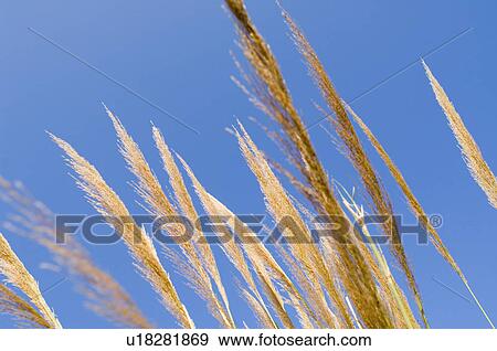 Low angle view of pampas grass View Large Photo Image Stock Photo - Low angle view of pampas grass. Fotosearch