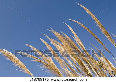 Low angle view of pampas grass View Large Photo Image Stock Photography - Low angle view of pampas grass. Fotosearch