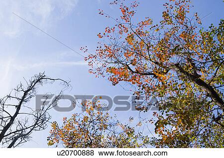 Stock Photo - Low angle view of trees. Fotosearch