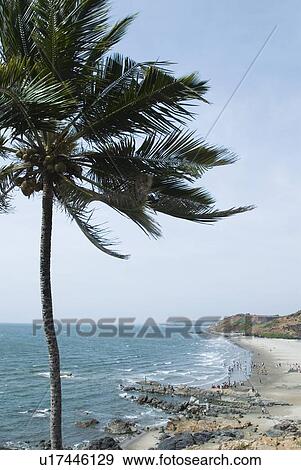 Palm tree on the beach, Vagator Beach, Goa, India View Large Photo Image Stock Photo - Palm tree on the beach, Vagator Beach, Goa, India. Fotosearch