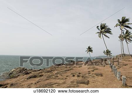 Palm trees on the beach, Vagator Beach, Goa, India View Large Photo Image Stock Image - Palm trees on the beach, Vagator Beach, Goa, India. Fotosearch