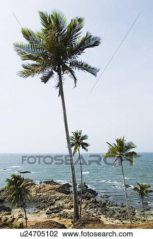 Stock Image - Palm trees on the beach, Vagator Beach, Goa, India. Fotosearch