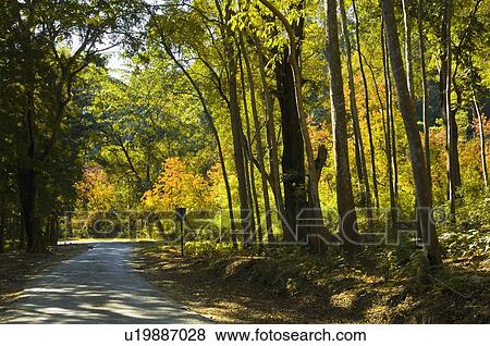 Stock Photo - Road passing through a forest, Jim Corbett National Park, Pauri Garhwal, Uttarakhand, India. Fotosearch