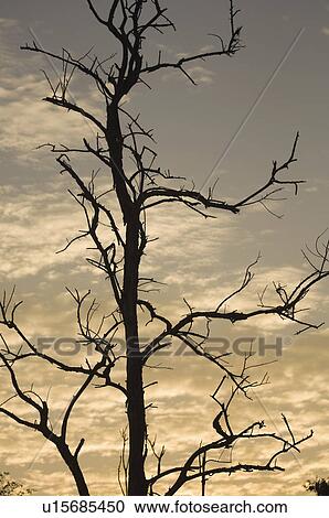 Stock Image - Silhouette of a bare tree. Fotosearch
