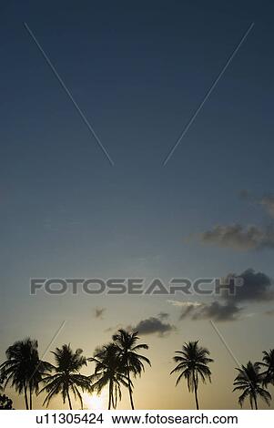 Silhouette of palm trees at sunset, Colva Beach, Goa, India View Large Photo Image Picture - Silhouette of palm trees at sunset, Colva Beach, Goa, India. Fotosearch