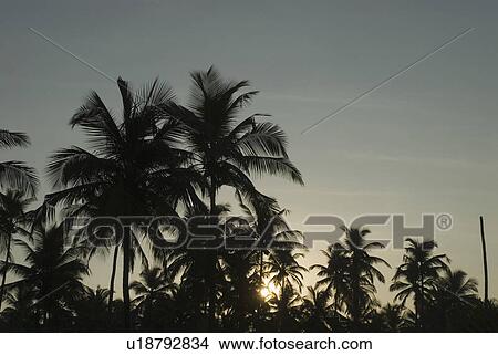 Picture - Silhouette of palm trees at sunset. Fotosearch
