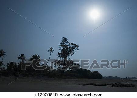 Silhouette of palm trees on the beach, Mandrem Beach, Goa, India View Large Photo Image Stock Image - Silhouette of palm trees on the beach, Mandrem Beach, Goa, India. Fotosearch