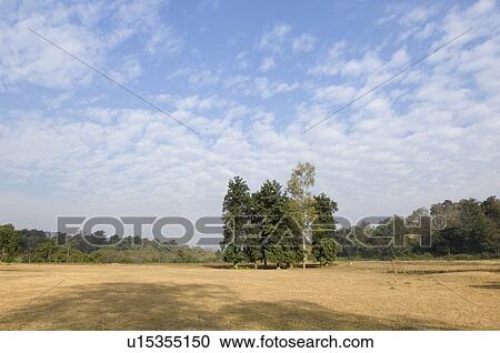 Stock Image - Trees on a landscape, Jim Corbett National Park, Pauri Garhwal, Uttarakhand, India. Fotosearch
