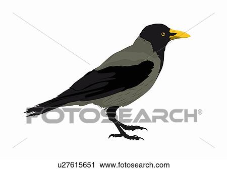 Stock Image - Crow. Fotosearch
