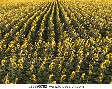 Agricultural field of sunflowers planted in rows. View Large Photo Image Stock Image - Agricultural field of sunflowers planted in rows.. Fotosearch