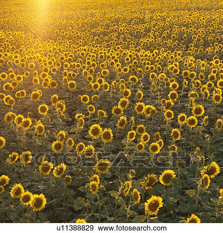 Stock Photo - Agricultural field of sunflowers.. Fotosearch