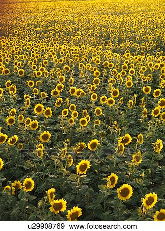 Stock Photo - Agricultural field of sunflowers.. Fotosearch