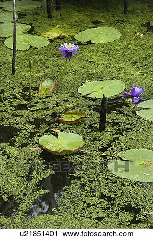 Blooming purple water lilies, Australia. View Large Photo Image Stock Image - Blooming purple water lilies, Australia.. Fotosearch