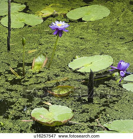 Blooming purple water lilies, Australia View Large Photo Image Stock Photo - Blooming purple water lilies, Australia. Fotosearch
