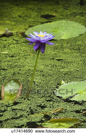 Blooming purple water lily, Australia View Large Photo Image Stock Image - Blooming purple water lily, Australia. Fotosearch