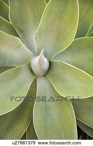 Close up of agave plant. View Large Photo Image Stock Photo - Close up of agave plant.. Fotosearch