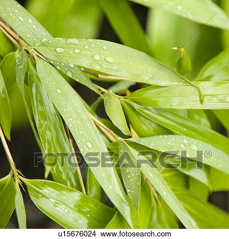 Close-up of bamboo leaves with water droplets on them. View Large Photo Image Picture - Close-up of bamboo leaves with water droplets on them. . Fotosearch