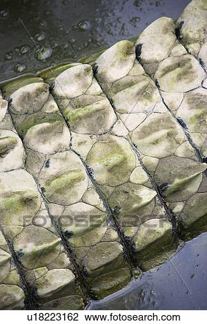 Close up of crocodile tail in water, Australia View Large Photo Image Stock Image - Close up of crocodile tail in water, Australia. Fotosearch