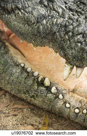 Close up of crocodile with open mouth, Australia. View Large Photo Image Stock Image - Close up of crocodile with open mouth, Australia.. Fotosearch