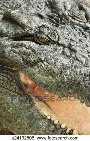 Stock Photo - Close up of crocodile with open mouth, Australia.. Fotosearch