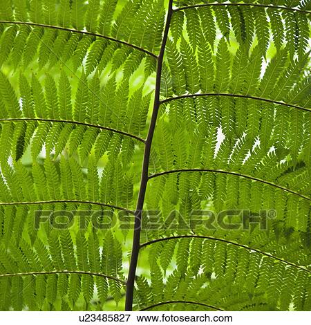 Close up of fern leaves, Australia View Large Photo Image Stock Photo - Close up of fern leaves, Australia. Fotosearch