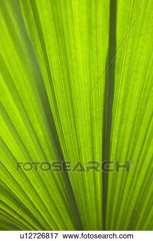 Stock Photo - Close up of plant leaf detail, Daintree Rainforest, Australia. Fotosearch