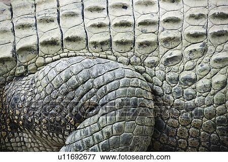 Close up of side of crocodile showing scaly skin, Australia. View Large Photo Image Stock Photo - Close up of side of crocodile showing scaly skin, Australia.. Fotosearch