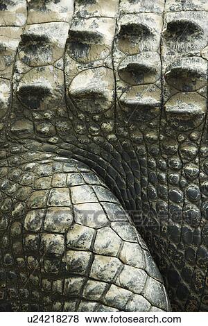 Close up of side of crocodile showing scaly skin, Australia View Large Photo Image Stock Photo - Close up of side of crocodile showing scaly skin, Australia. Fotosearch