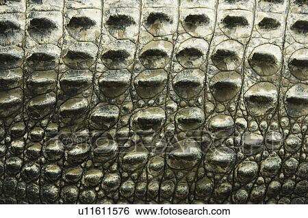 Close up of side of crocodile showing scaly skin, Australia View Large Photo Image Stock Photograph - Close up of side of crocodile showing scaly skin, Australia. Fotosearch