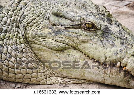 Close up of side view of crocodile in Australia. View Large Photo Image Stock Image - Close up of side view of crocodile in Australia.. Fotosearch