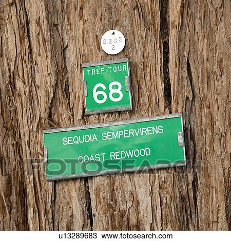 Close-up of sign on bark of California Redwood Sequoia View Large Photo Image Stock Image - Close-up of sign on bark of California Redwood Sequoia. Fotosearch