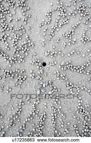 Close up of small pebbles and hole in sand made by crab in Daintree Rainforest, Australia View Large Photo Image Stock Image - Close up of small pebbles and hole in sand made by crab in Daintree Rainforest, Australia. Fotosearch