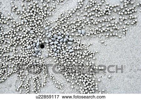 Stock Photo - Close up of small pebbles and hole in sand made by crab in Daintree Rainforest, Australia. Fotosearch