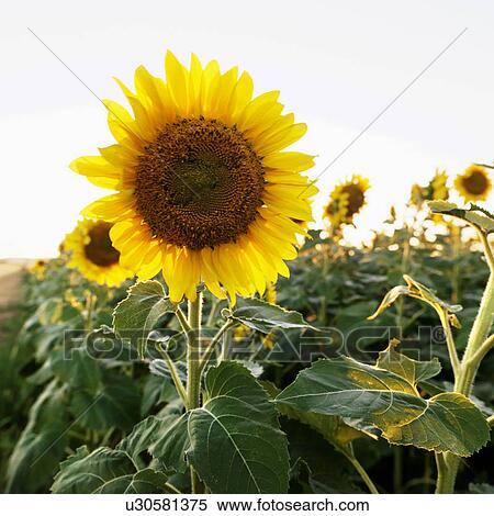 Stock Photography - Close up of sunflower growing in field. Fotosearch