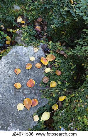 Stock Photograph - Colorful leaves on rock sorrounded by foliage.. Fotosearch