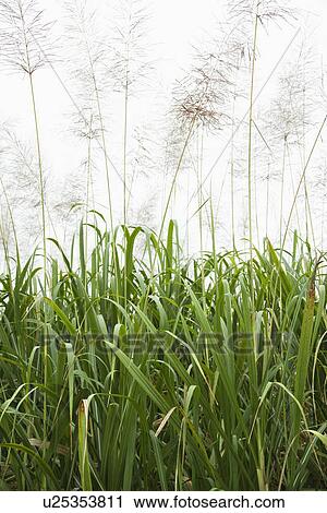 Corn plants in field in Australia View Large Photo Image Stock Image - Corn plants in field in Australia. Fotosearch