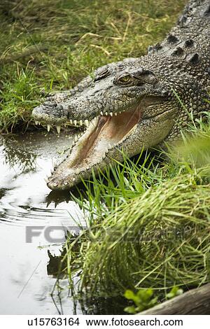 Crocodile by water edge with open mouth, Australia. View Large Photo Image Picture - Crocodile by water edge with open mouth, Australia.. Fotosearch