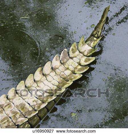 Crocodile tail in water, Australia. View Large Photo Image Stock Photo - Crocodile tail in water, Australia.. Fotosearch