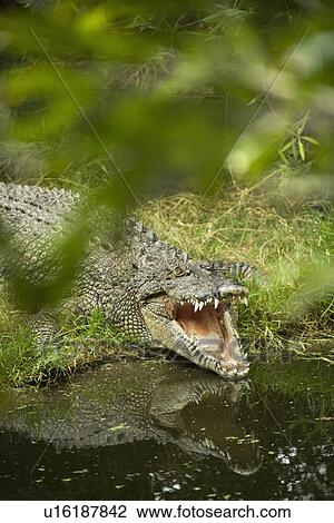 Stock Image - Crocodile with mouth wide open by water edge in Australia. Fotosearch