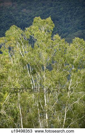 Crown canopy of rainforest trees in Australia View Large Photo Image Stock Image - Crown canopy of rainforest trees in Australia. Fotosearch
