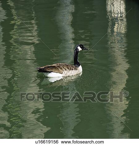 Duck floating on green lake in Sacramento, California View Large Photo Image Stock Photograph - Duck floating on green lake in Sacramento, California. Fotosearch