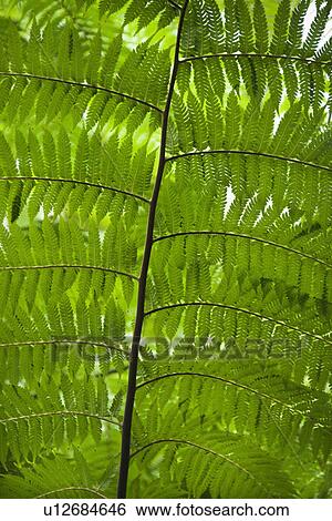 Fern leaves, Australia. View Large Photo Image Stock Photograph - Fern leaves, Australia.. Fotosearch