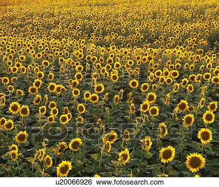Stock Photograph - Field of many sunflowers.. Fotosearch