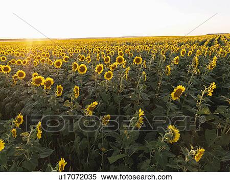 Field of sunflowers planted in rows. View Large Photo Image Stock Photography - Field of sunflowers planted in rows.. Fotosearch