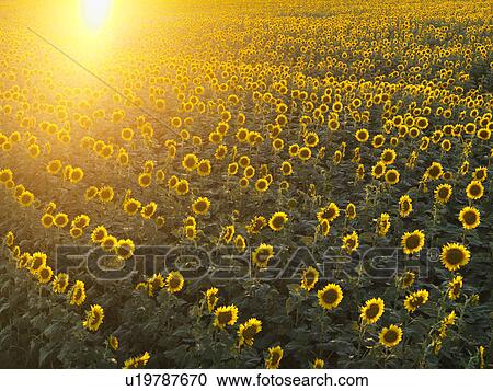 Field of sunflowers with sunshine. View Large Photo Image Stock Image - Field of sunflowers with sunshine.. Fotosearch