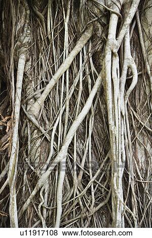 Stock Photo - Gnarly textured tree in Australia. Fotosearch